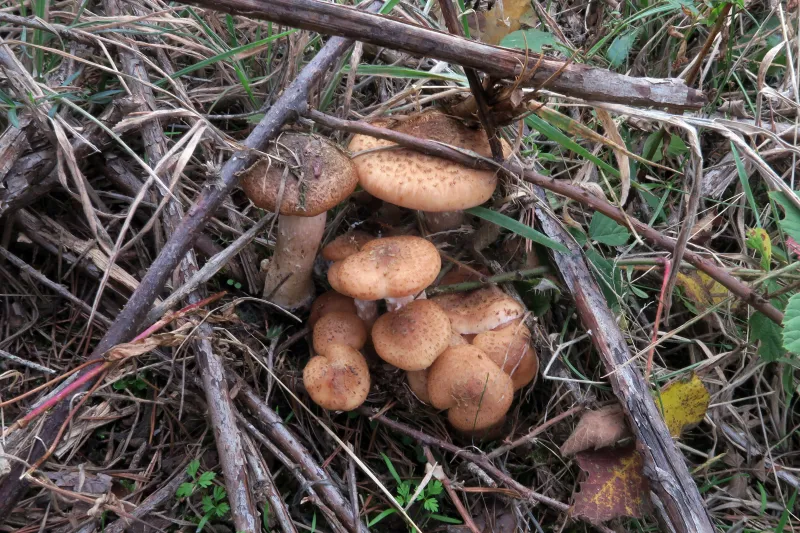 Armillaria ostoyae 1 - IMG_2324